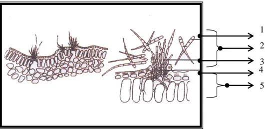 Gambar 1: Bentuk jamur C.nicotianae dan infeksi jamur ke dalam jaringan daun  Sumber: Erwin (1997)