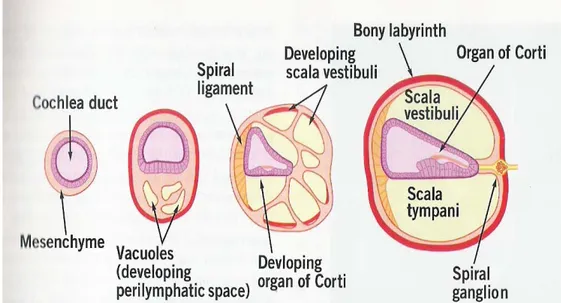 Gambar 2.4. Perkembangan labirin bagian tulang. Potongan lintang koklea yang  menggambarkan perkembangan organ Corti, labirin tulang, dan ruang  perilympatik pada minggu ke-8 sampai minggu ke-12 masa gestasi (Choo &amp;  Richter 2009)