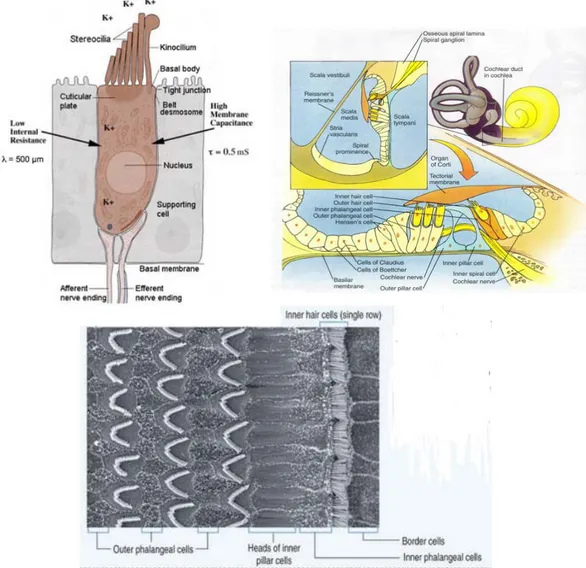 Gambar 2.8. Sel rambut, organ Corti dan sel rambut luar dan dalam dilihat  dengan mikroskop elektron (Laura &amp; Abraham 2012)