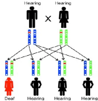 Gambar 2.13. Gambar penurunan gen dari ayah dan ibu secara resesif (Rehm et  al. 2008) 