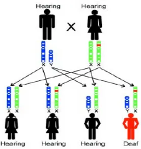 Gambar 2.15. Gambar penurunan gen dari ayah dan ibu secara resesif x-liked  (Rehm et al
