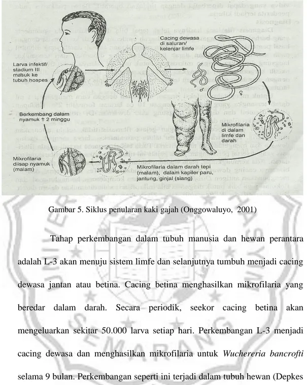 Gambar 5. Siklus penularan kaki gajah (Onggowaluyo,  2001) 