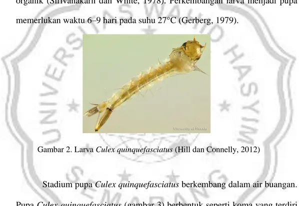 Gambar 2. Larva Culex quinquefasciatus (Hill dan Connelly, 2012) 