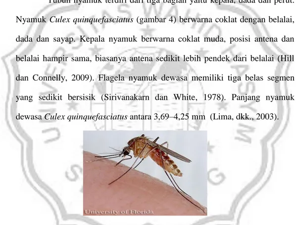 Gambar 4. Nyamuk dewasa Culex quinquefasciatus (Hill dan Connelly, 2012) 
