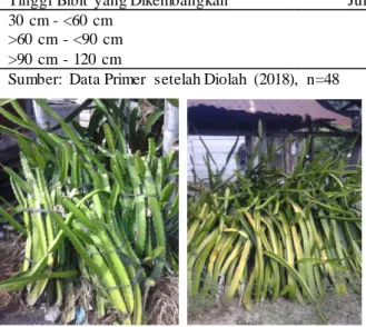 Tabel  11. Pengembangan  bibit  buah  naga   