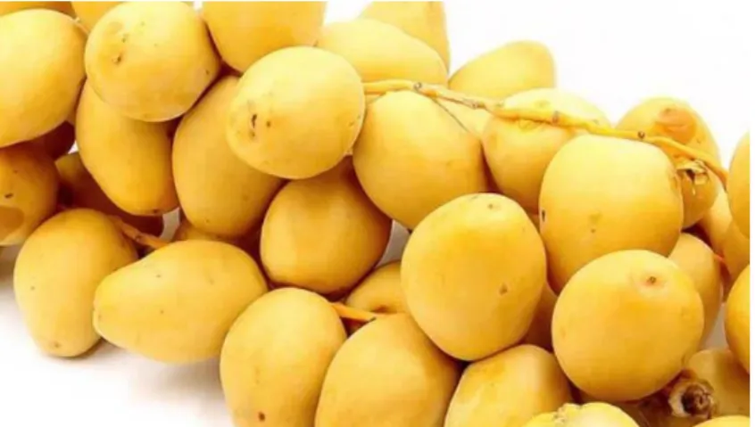Gambar Kurma Ruthob  Sumber : https://rohultoday.id 