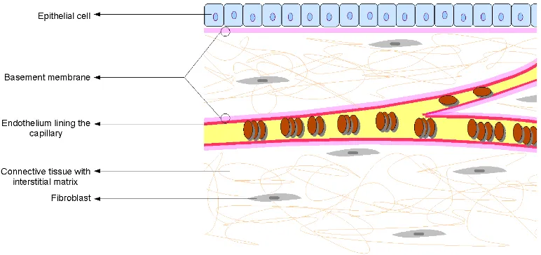 Gambar 1.  Struktur Matriks Ekstraseluler  