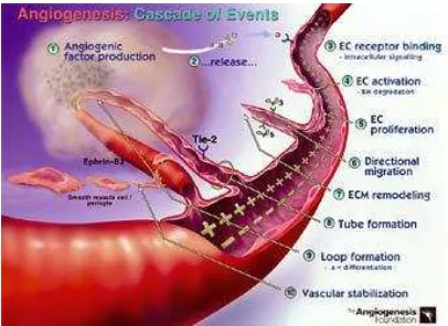 Gambar 2. Tahap-tahap Proses Angiogenesis Proses ini melibatkan aktivasi sel  endotel (EC) oleh faktor angiogenik, proliferasi EC, 