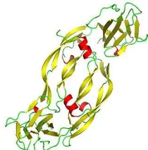 Gambar 3.  Struktur Protein Faktor Angiogenik, VEGF12 