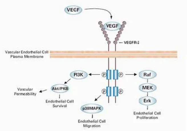 Gambar 4. Pengikatan VEGF pada VEGFR-2 yang Menstimulasi Proliferasi          Migrasi, Ketahanan, dan Permeabilisasi Sel Endotel14 