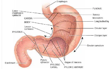Gambar 2.1. Pembagian Daerah Anatomi Lambung  (Tortora & Derrickson, 2009) 