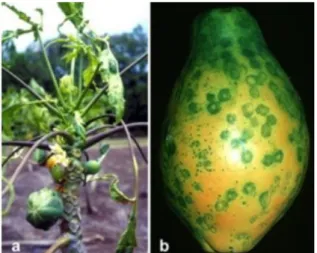 Gambar      1.      Gejala      Papaya        Ringspot        Virus        pada        Tanaman        Pepaya  (Gonsalves et al., 2010)