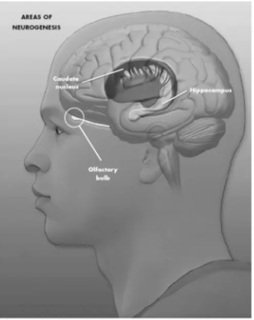 Gambar 4. Area otak tempat neurogenesis: