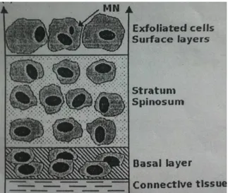 Gambar 2. Mikronukleus lapisan superfisial. 3 2.3.3 Biomonitoring Mikronukleus 