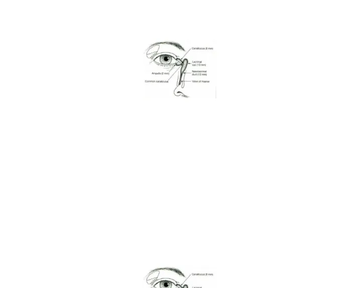 Gambar 3: Anatomi Sistem Drainase Lakrimal (Sumber: Kanski Clinical Ophthalmology )