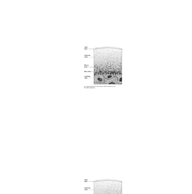 Gambar 5: Tiga Lapisan Film Air Mata yang Melapisi Lapisan Epitel Superfisial di Kornea (Sumber: Vaughan’s General Ophthalmology)