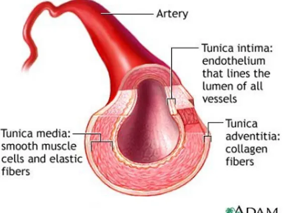 Gambar anatomi pembuluh darah arteri