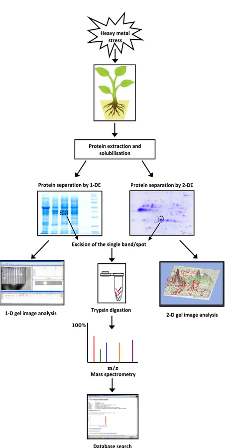 Figure 1 Outline of the gel-based proteomic approach for studying heavy metal stress in plants