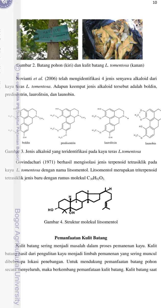 Gambar 4. Struktur molekul litsomentol 