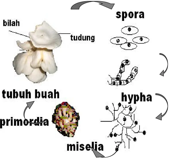 Gambar 1. Siklus hidup jamur tiram 