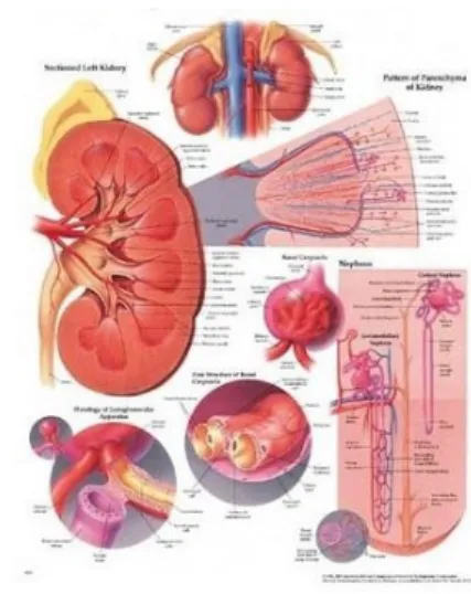 Gambar b.2 http://cara-alami-mengobatipenyakit.com 