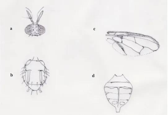 Gambar 3.   Karakter morfologi B. dorsalis (Hendel): (a) kepala, (b) toraks, (c) sayap, dan (d)  abdomen (Morphological character of B