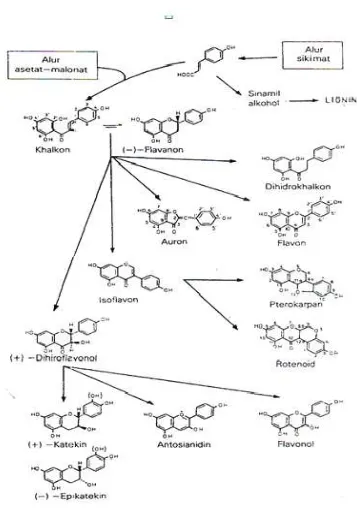 Gambar : Antar hubungan antara jenis monomer flavonoid yang diusulkan pada saat ini        