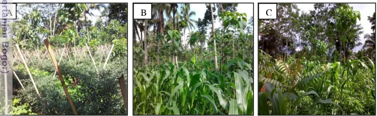 Gambar 1 Pola Agroforestri : A. kombinasi tanaman  gmelina + suren + mahoni + cabai +  jagung;  B