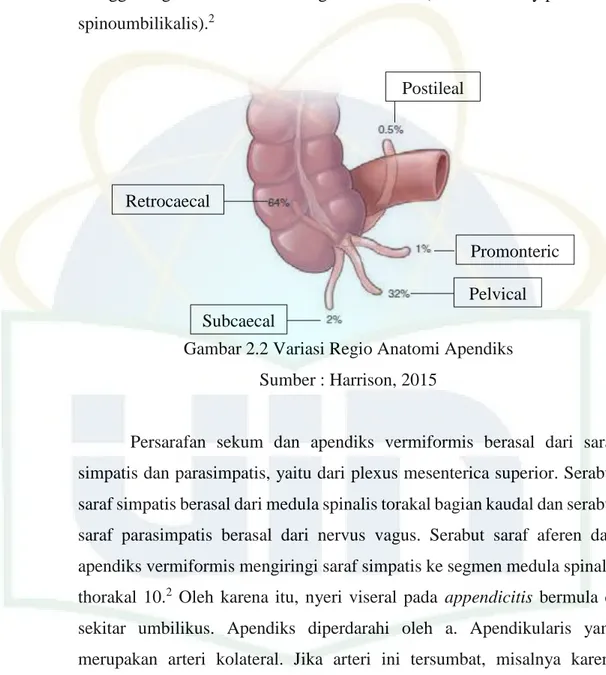 Gambar 2.2 Variasi Regio Anatomi Apendiks  Sumber : Harrison, 2015 