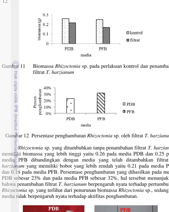 Gambar 11  Biomassa Rhizoctonia sp. pada perlakuan kontrol dan penambahan  filtrat T. harzianum 