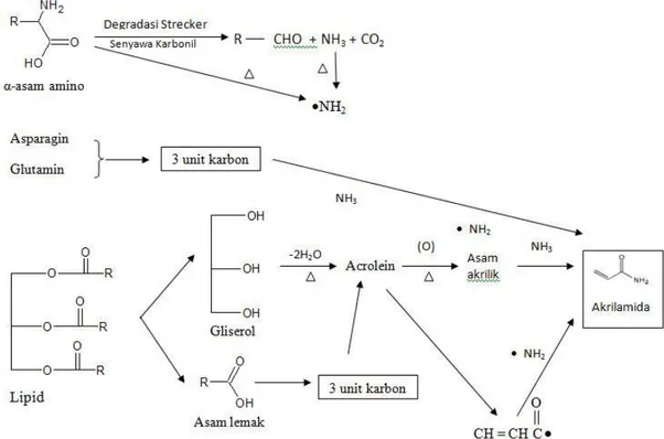 Gambar 1. Hipotesis mekanisme pembentukan akrilamida dari asam amino dan lipid
