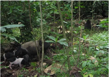 Gambar 4  Macaca nigra dan ternak babi.  Keunikan sumberdaya alam 