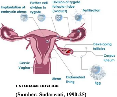 Gambar 1. Fertilisasi internal