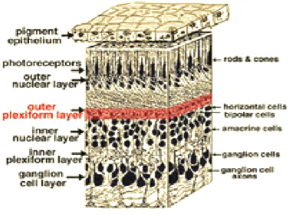 Gambar 2.3    Lapisan retina 