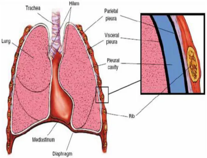 Gambar 3. Struktur Di sekitar paru  (Dikutip dari kepustakaan 12) 