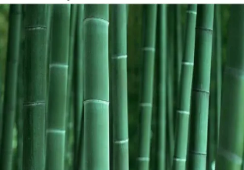 Gambar 2. 1 Bambu apus 
