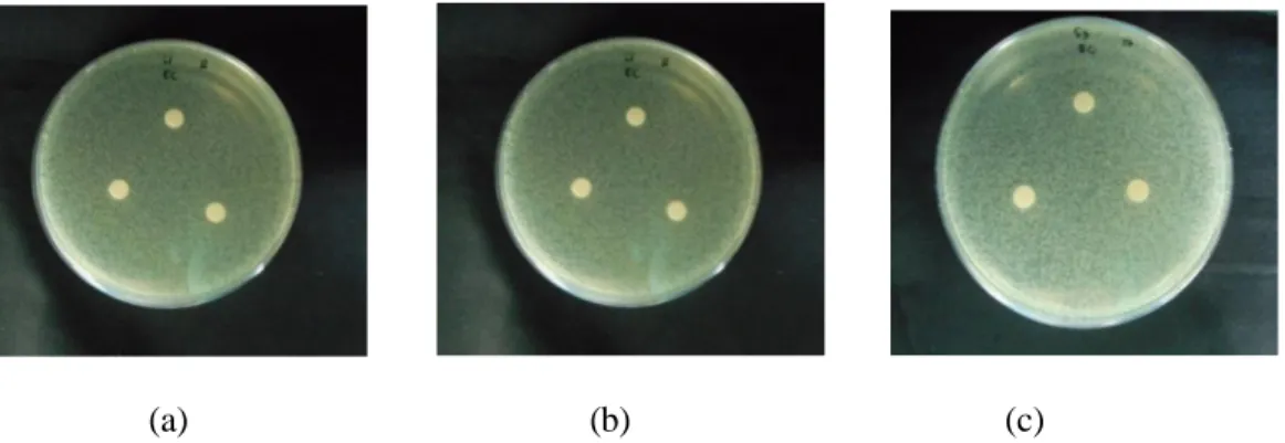 Gambar  5.  Hasil  zona  hambat  terhadap  bakteri  Escherichia  coli  (a)  infusa  daging  daun  lidah  buaya (b) infusa kulit daun lidah buaya (c) infusa daging&amp;kulit daun lidah buaya 