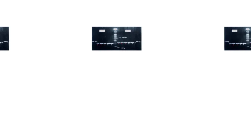 Gambar 1. Hasil PCR ge resep!&#34;r F#H $ag melip%!i &#34;'&#34; ()7 'a 6*) e+&#34;