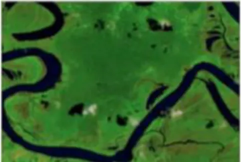 Gambar 6. Contoh hutan rawa sekunder. 