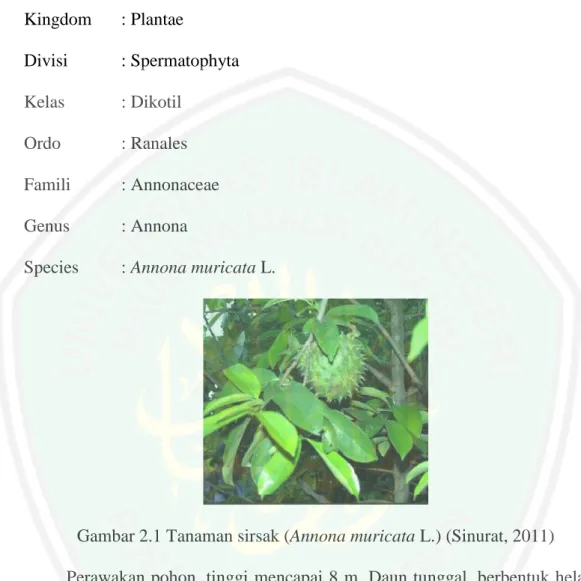 Gambar 2.1 Tanaman sirsak (Annona muricata L.) (Sinurat, 2011) 