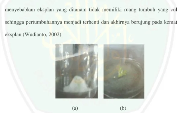 Gambar  2.2  Contoh  kontaminasi  jamur;  (a)  jamur  miselium  warna  putih,  (b)  jamur miselium warna hitam (Probowati, 2011) 