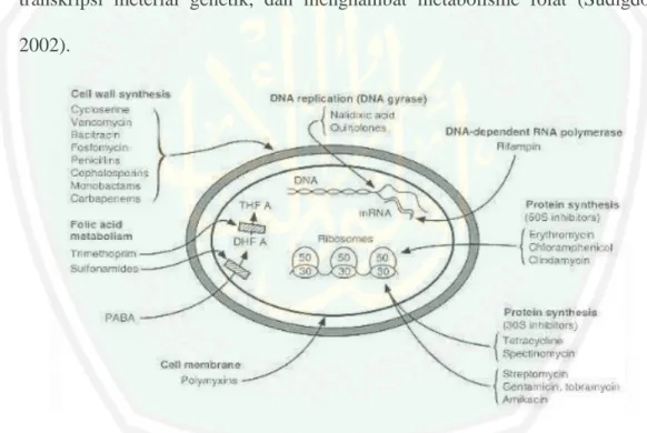Gambar 2.4 Mekanisme kerja antibiotik pada bakteri (Neu dan Gootz, 2001)  a.  Penghambatan pada sintesis dinding sel 