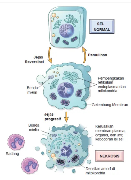Gambar 1. Mekanisme terjadinya nekrosis dari sel normal