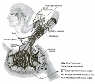 Gambar 2 Hormon pada lobus anterior