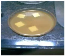 Gambar 4.  Kaca yang sudah dilapisi larutan TiO2 direndam dalam larutan dye