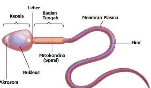 Gambar 2. Struktur Sperma