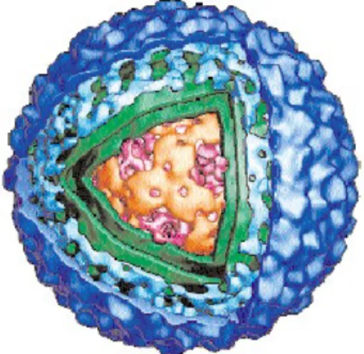 Gambar 1.3 Virus Dengue (Smith, 2002)