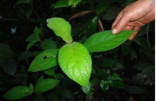 Gambar 7. Lancing (Solanum verbacifolium) 