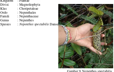 Gambar 9. Nepenthes spectabilis             (Nepenthes spectabilis Danser) 