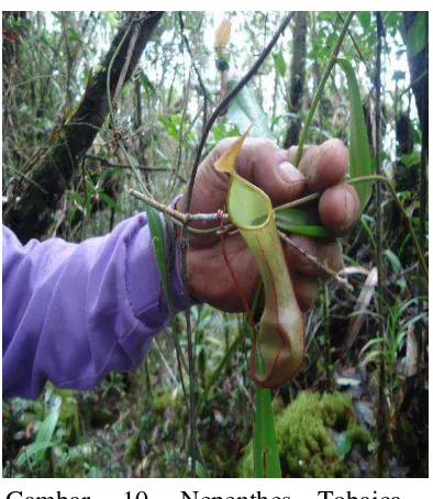 Gambar. 10. Nepenthes Tobaica      (Nepenthes tobaica Danser) 